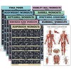 10 Pack Exercise Workout Poster Set Dumbbell Suspension Kettlebell Resistance Bands Stretching Bodyweight Barbell Yoga Poses Exercise Ball Muscular System Chart [Dark] LAMINATED 18 x 24