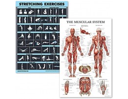2 Pack Stretching Exercises and Muscular System Anatomy Poster Set Laminated 2 Chart Set Stretching Workout Routine & Muscle Anatomy Diagram [DARK] LAMINATED 18” x 24”