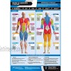 Gym & Exercise Workout Posters | Anterior & Posterior Muscles & Muscle Building Exercises Laminated Gym & Home Poster Free Online Video Training Support Large Size 33 X 23.5 Improves Fitness