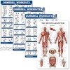 Palace Learning 4 Pack Dumbbell Workout Exercise Poster Volume 1 2 & 3 + Muscular System Anatomy Chart Set of 4 Posters